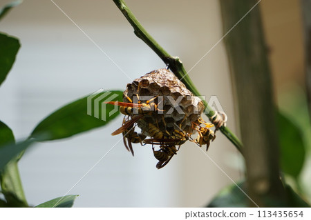 Wasp nests to be removed and exterminated 113435654