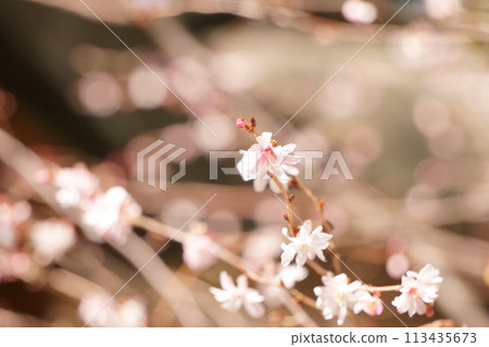11 Early-blooming cherry blossoms bathed in the spring sunshine 11 Early-blooming cherry blossoms bathed in the spring sunshine 113435673