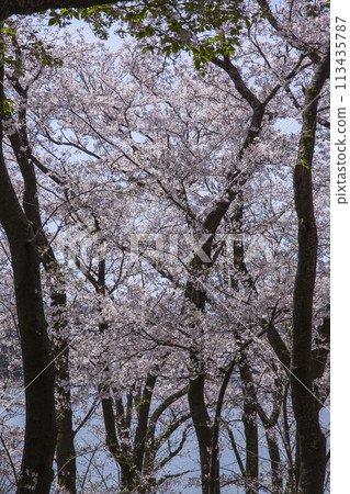 鳥取縣青島盛開的櫻花和小山池 113435787