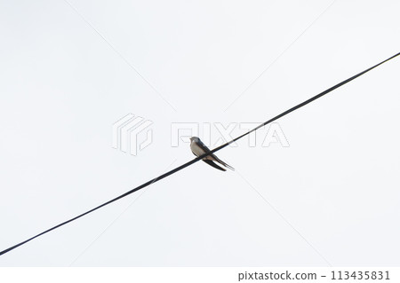 多雲的天空下，燕子棲息在電線上 113435831
