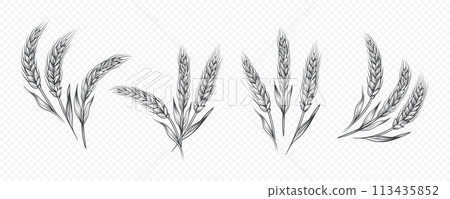 Vector Hand Drawn Agriculture Wheat, Cereal Ear Icon Set Isolated. Organic Wheat, Rice Ears. Grain Ear Design Template for Bread, Beer Logo, Packaging, Labels for Farming, Organic Food Concept 113435852