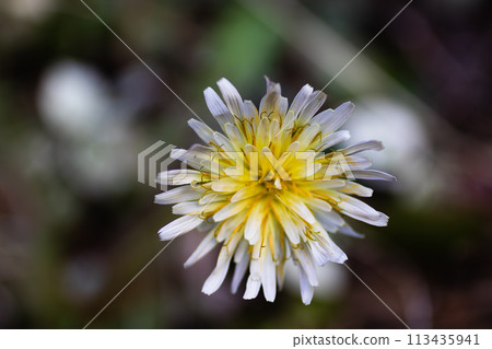 White flower 113435941