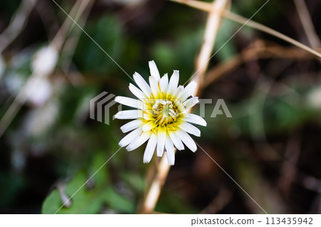  White flower 113435942