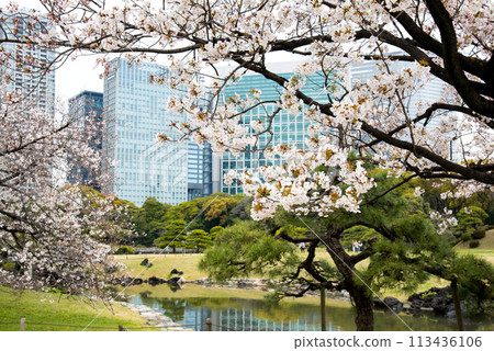 Cherry blossoms at Hamarikyu Garden 113436106