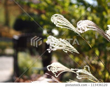 Withered silver grass and copy space Withered silver grass and copy space 113436120