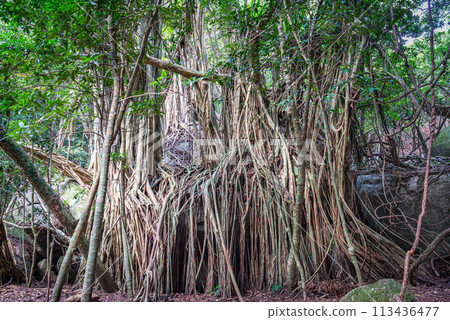 Gajumaru (Ficus Ficus) Yakushima World Heritage Forest (April) 113436477