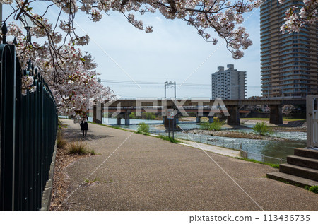 SakuraFubuki SakuraFubuki 113436735