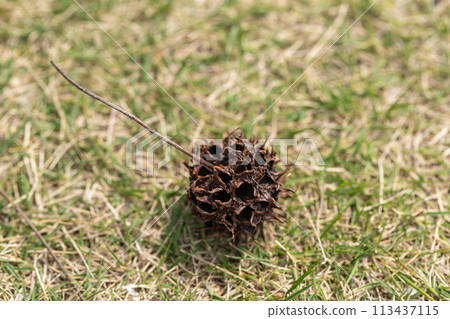 落在草坪上的楓果 113437115