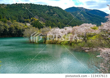 Odaicho Sakura沒有佐藤 Odaicho Sakura沒有佐藤 113437613