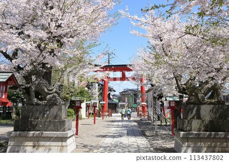 Cherry blossoms in full bloom and red torii Cherry blossoms in full bloom and red torii 113437802