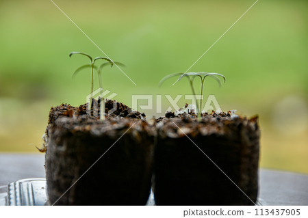 窗台上放著發芽的櫻桃番茄 113437905