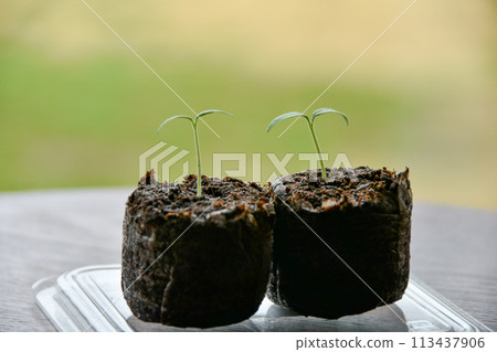 窗台上放著發芽的櫻桃番茄 113437906