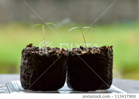 窗台上放著發芽的櫻桃番茄 113437908