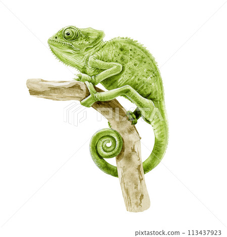 Green chameleon on a tree branch. Watercolor painted illustration. Hand drawn cute wildlife reptile animal. Beautiful chameleon perched on a tree branch element. Isolated on white background Green chameleon on a tree branch. Watercolor painted illustration. Hand drawn cute wildlife reptile animal. Beautiful chameleon perched on a tree branch element. Isolated on white background 113437923