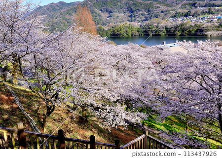 神奈川築井湖城山公園櫻花風光 113437926