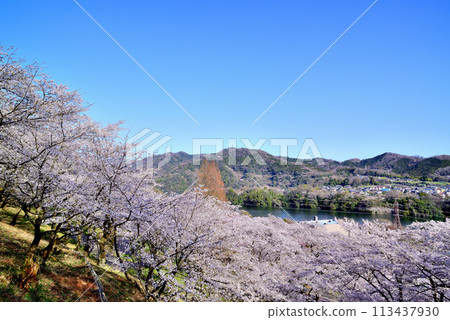 Kanagawa Tsukui Lake Shiroyama Park Cherry Blossom Scenery 113437930
