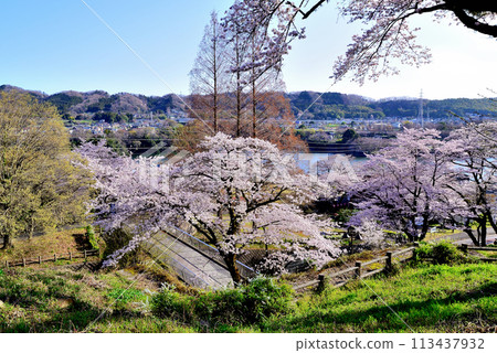 神奈川築井湖城山公園櫻花風光 神奈川築井湖城山公園櫻花風光 113437932