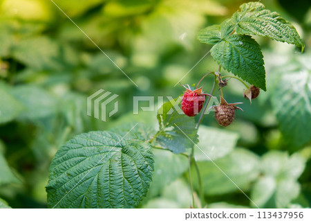 Close up of branch ripe red raspberries in garden on blurred green background. Locally grown organic fresh berries. Home gardening 113437956