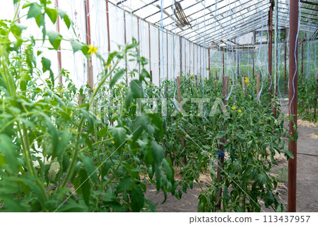 Green tomatoes in home garden greenhouse. Concept of locally grown organic vegetables food produce. Countryside 113437957