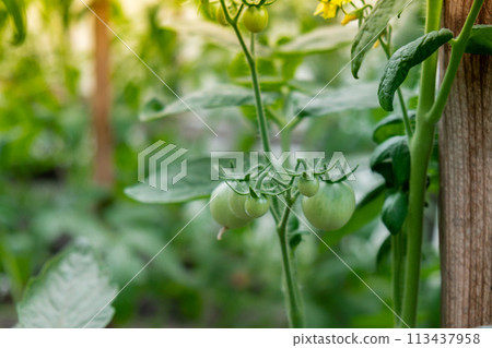 Glass Hothouse with green bush of raw grown tomatoes farming. Cherry tomatoes ripening on hanging stalk in greenhouse. Eco friendly vegan Glass Hothouse with green bush of raw grown tomatoes farming. Cherry tomatoes ripening on hanging stalk in greenhouse. Eco friendly vegan 113437958