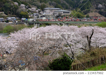 春天的京都府笠置町－木津川沿岸的櫻花 113437982