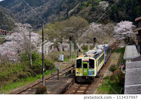 Spring on the Kansai Main Line: Kyoto Tea Train Spring on the Kansai Main Line: Kyoto Tea Train 113437997