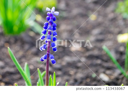 Muscari latifolium flower grown in a garden in Madrid, Spain Muscari latifolium flower grown in a garden in Madrid, Spain 113438067