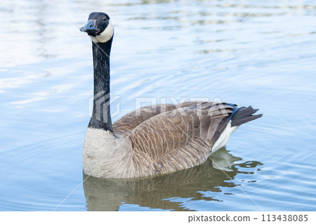 Canadian geese, Branta canadensis on the lake. Canadian geese, Branta canadensis on the lake. 113438085