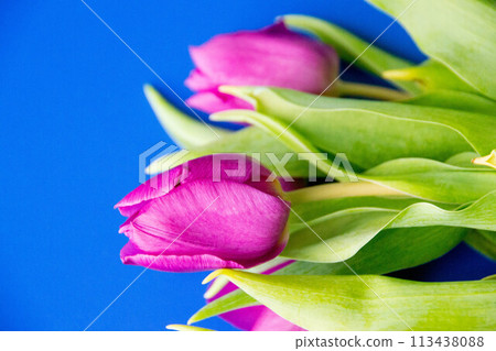Flowers tulips pink with bright green stems and leaves on a blue background. Flowers tulips pink with bright green stems and leaves on a blue background. 113438088