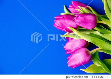 Flowers tulips pink with bright green stems and leaves on a blue background. Flowers tulips pink with bright green stems and leaves on a blue background. 113438102