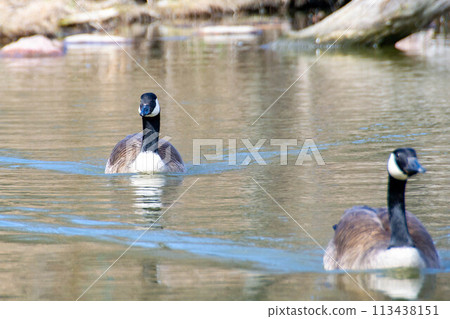 Canadian geese, Branta canadensis on the lake. 113438151