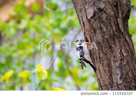 Female Hairy Woodpecker and female Downy Woodpecker Female Hairy Woodpecker and female Downy Woodpecker 113438187