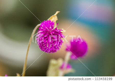 bouquet of red chrysanthemums on a white background isolated 113438199