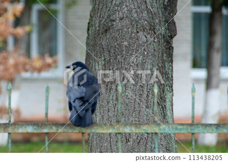 American crow is the common crow over American crow is the common crow over 113438205