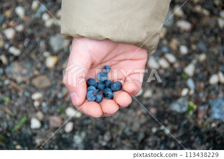 Grapes harvest. Farmers hands with freshly harvested black grapes. Grapes harvest. Farmers hands with freshly harvested black grapes. 113438229