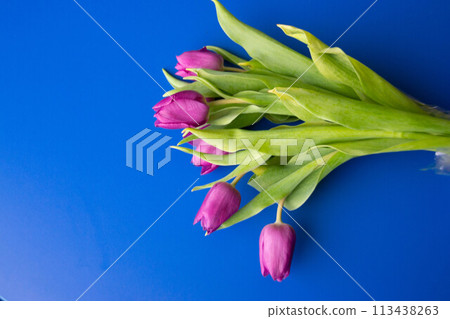 Flowers tulips pink with bright green stems and leaves on a blue background. Flowers tulips pink with bright green stems and leaves on a blue background. 113438263