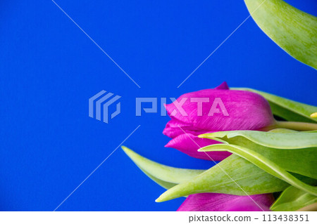 Flowers tulips pink with bright green stems and leaves on a blue background. Flowers tulips pink with bright green stems and leaves on a blue background. 113438351
