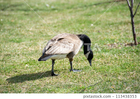 Canadian geese, Branta canadensis on the lake. Canadian geese, Branta canadensis on the lake. 113438353