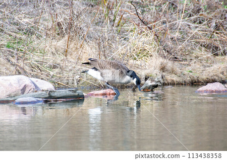 Canadian geese, Branta canadensis on the lake. Canadian geese, Branta canadensis on the lake. 113438358