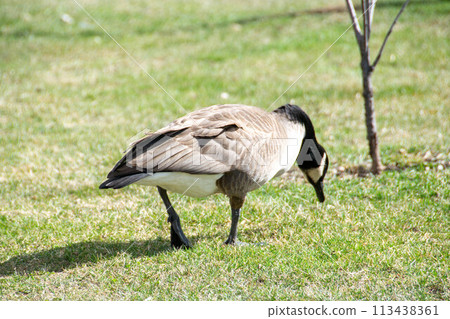 Canadian geese, Branta canadensis on the lake. Canadian geese, Branta canadensis on the lake. 113438361