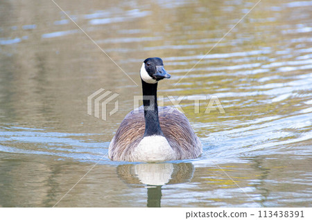 Canadian geese, Branta canadensis on the lake. Canadian geese, Branta canadensis on the lake. 113438391