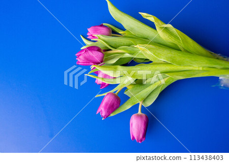 Flowers tulips pink with bright green stems and leaves on a blue background. 113438403