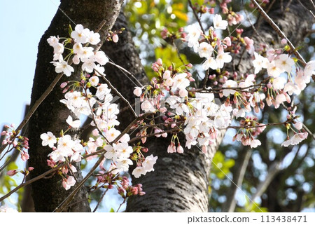 櫻花盛開 櫻花盛開 113438471