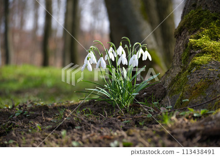 Snowdrops near the base of moss covered tree trunk 113438491