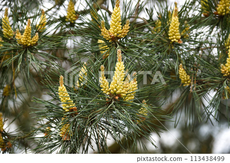 Natural essence of the pine tree during springtime bloom Natural essence of the pine tree during springtime bloom 113438499