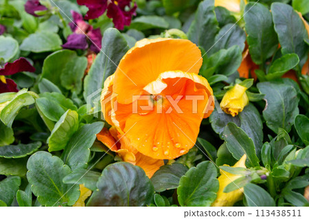 A bouquet of flowers from the flower market 113438511