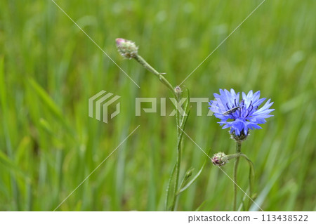 Bright colorful Cornflower flower knapweed, Centaurea. outdoors Bright colorful Cornflower flower knapweed, Centaurea. outdoors 113438522