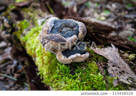 A mushroom sits on a log in the woods. 113438529