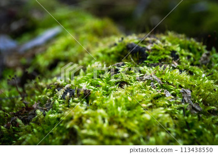 A tree trunk with moss on it and a sky background 113438550