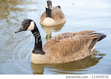 Canadian geese, Branta canadensis on the lake. Canadian geese, Branta canadensis on the lake. 113438578